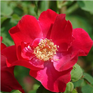 Eddie's Jewel - trandafiri - www.pharmarosa.ro